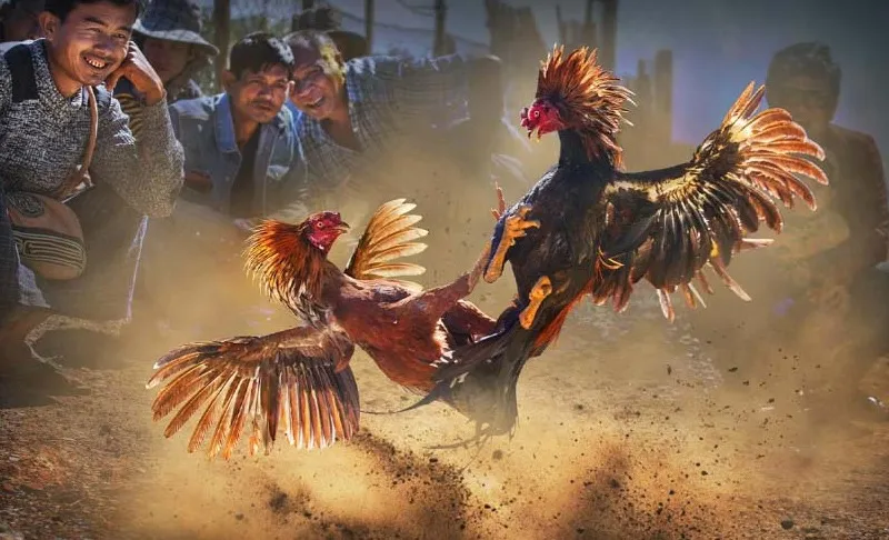 Nguồn gốc và sự phát triển hiện đại  của đá gà bj88